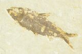 Knightia Fossil Fish From Wyoming  - Photo 5